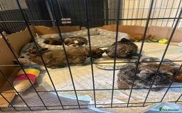 Shih Tzu dogs for sale: Shihtzu Puppies Available for reserve - Image 18