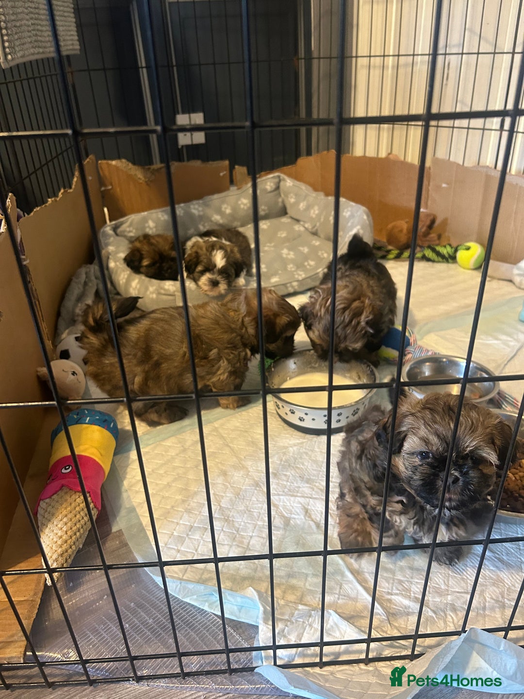 Shih Tzu dogs for sale: Shihtzu Puppies Available for reserve - Image 18