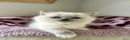 Ragdoll cats for sale: TICA registered cherubim and ragdoll kittens - Advert 4