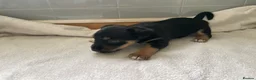 Jack Russell dogs for sale: Beautiful Jack Russell puppies  - Advert 22