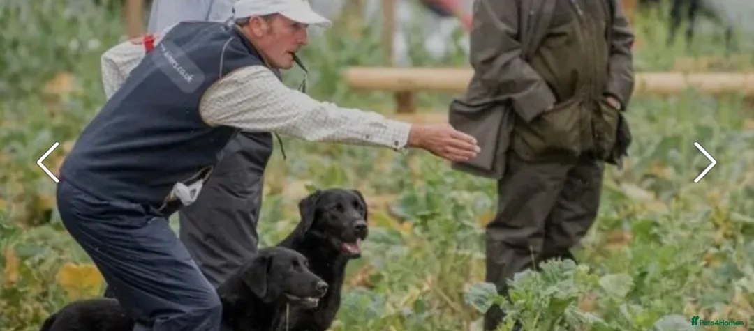 Labrador Retriever dogs for sale: Labrador Retriever Pups  - Advert 11