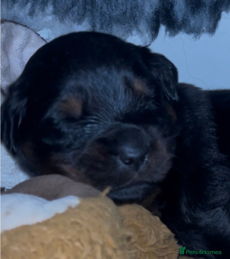 Rottweiler dogs Rottweilers top health tested parents - Advert 5