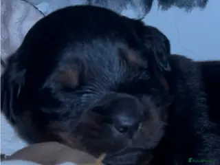 Rottweiler dogs Rottweilers top health tested parents - Advert 5
