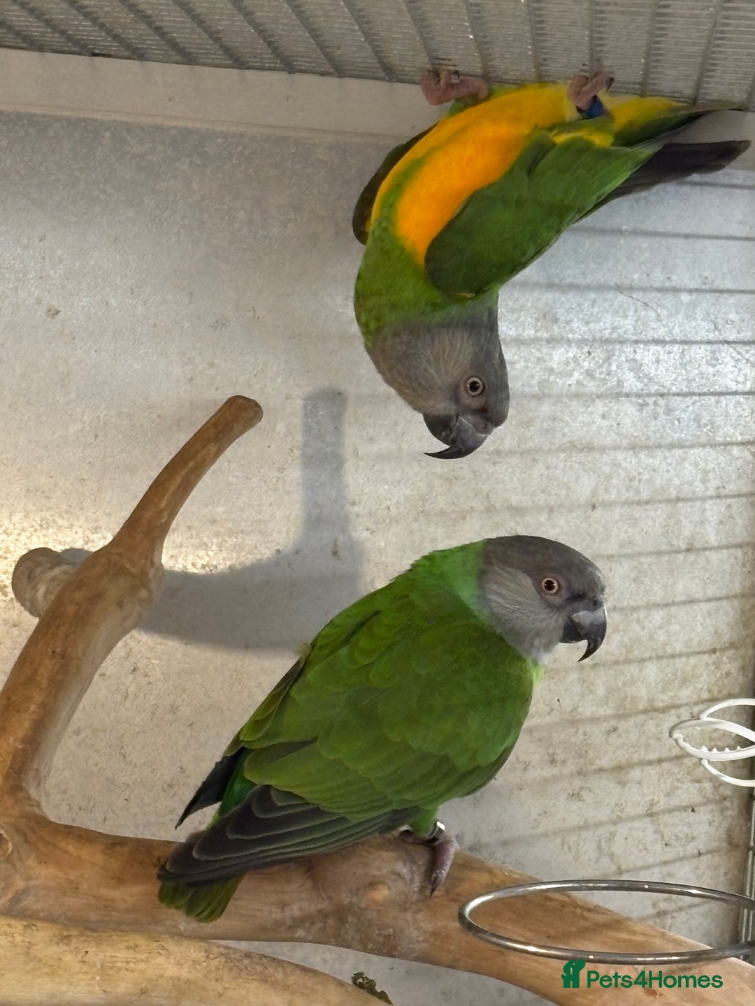 Parrots birds for sale: Senegal Parrots  - Advert 7