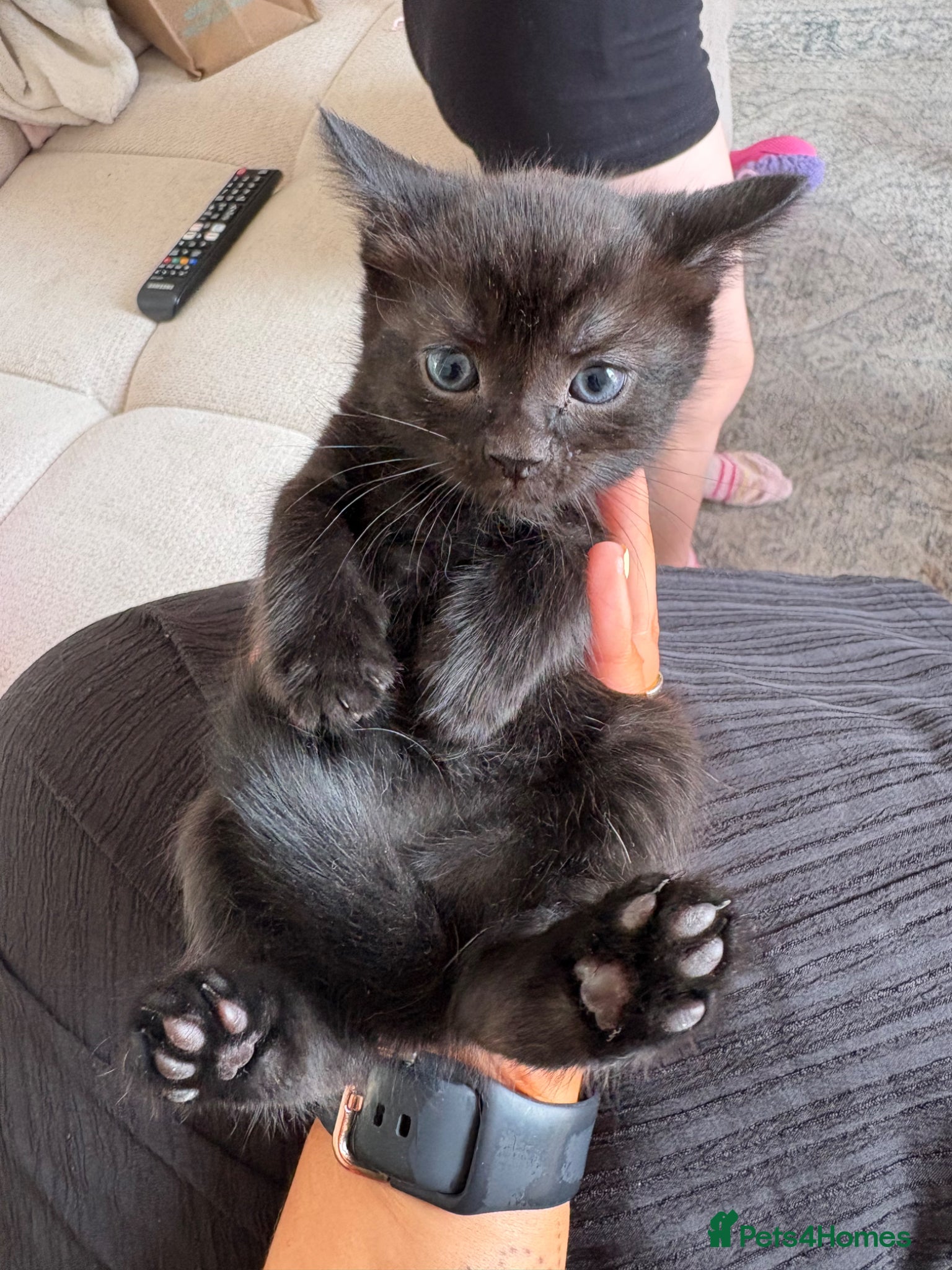 British Shorthair cats for sale: 2 Beautiful Kittens  - Advert 7
