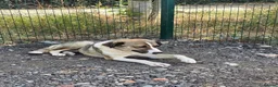 Mixed Breed dogs for adoption: Beautiful Big Girl Blanca  - Advert 8