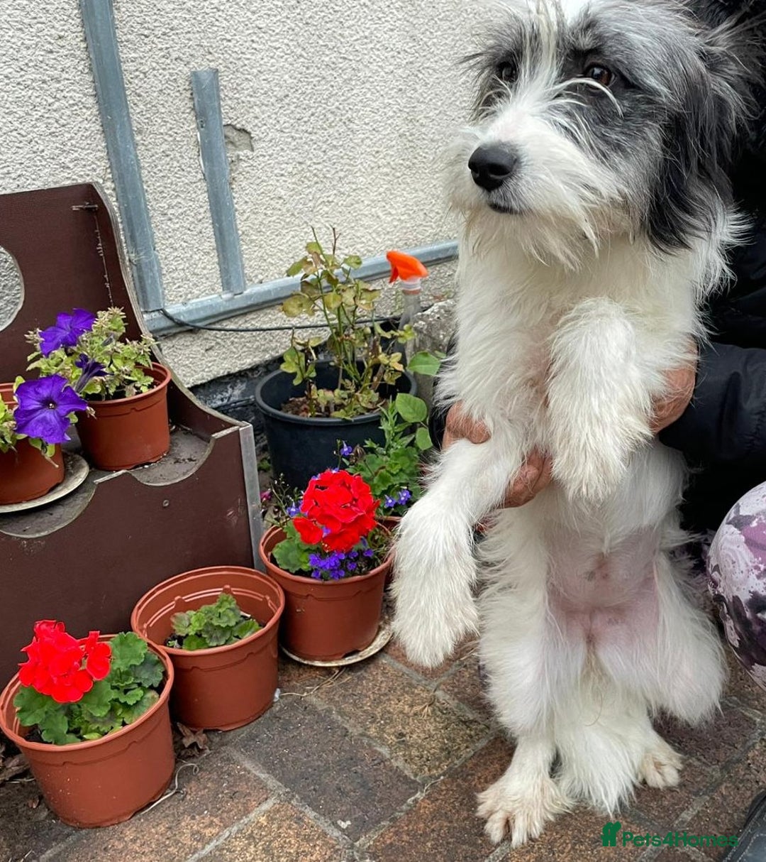 Mixed Breed dogs for adoption: Beautiful & Gentle KATALYA - for a Loving Home - Image 14