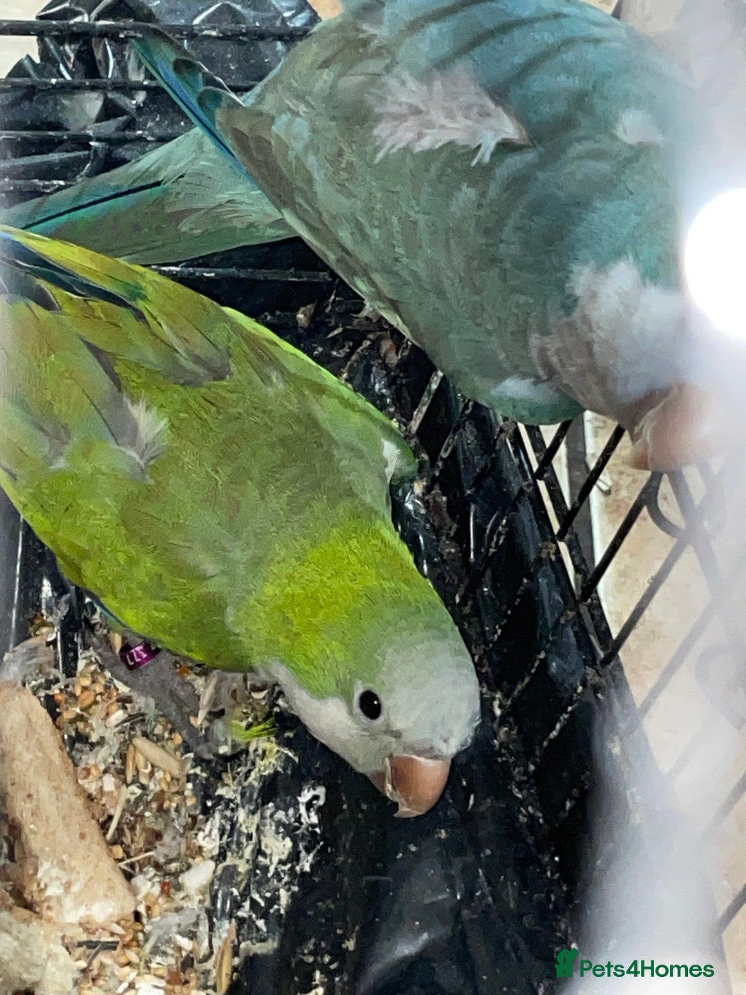 Parrots birds for sale: Quankers pairs for sale(Male and Female - Image 5