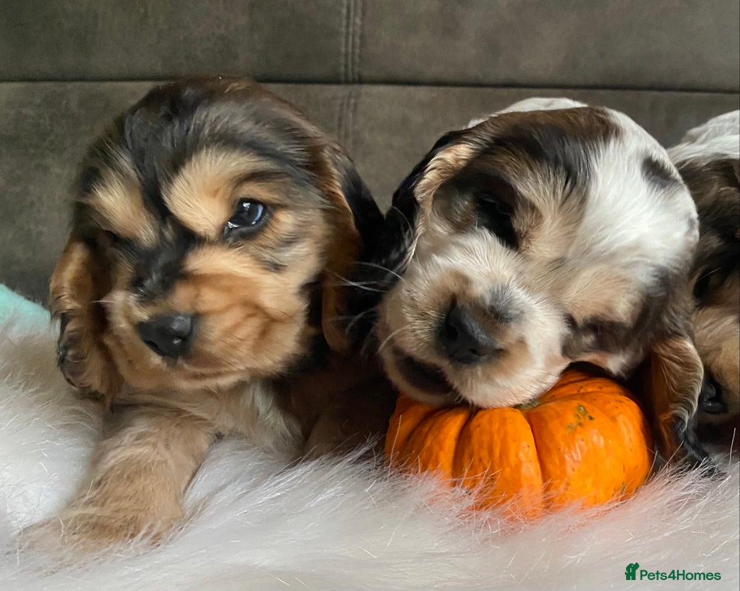 Cocker Spaniel dogs for sale: Chunky KC Cocker Spaniel puppies for sale  - Image 4