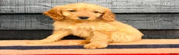 Mini Goldendoodle dogs for sale: 🧡❤️ GORGEOUS MINI GOLDENDOODLE PUPPIES ❤️🧡 - Advert 13
