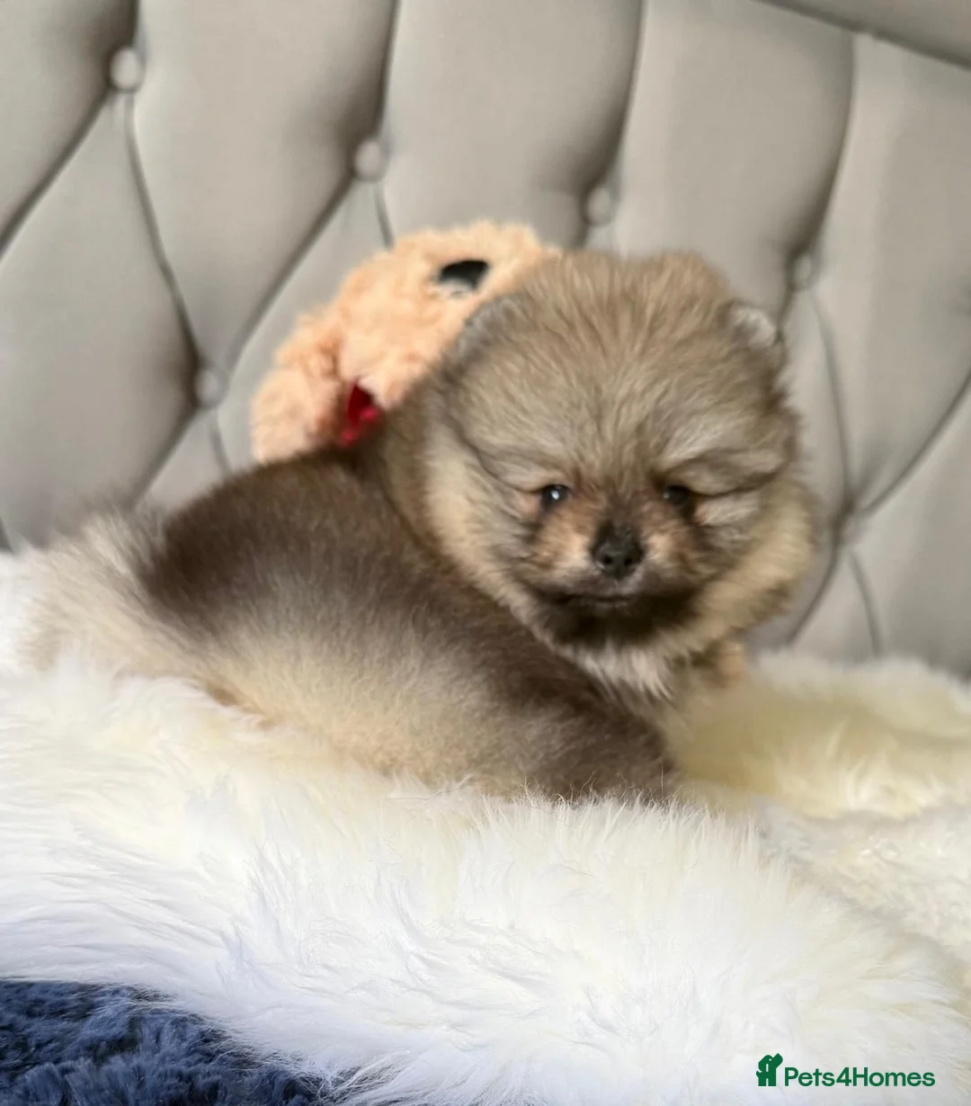 Pomeranian dogs for sale: Wolf & Orange Sable Teddy Bear Pomeranian Puppies - Advert 1