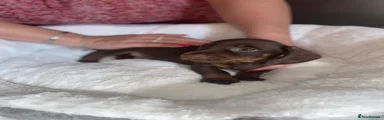 Dachshund 2
