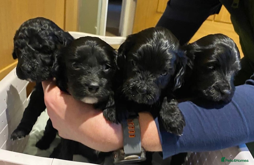Mixed Breed dogs Stunning black Australian labradoodle pups - Advert 1