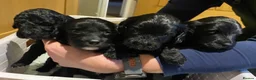 Mixed Breed dogs for sale: Stunning black Australian labradoodle pups - Advert 1
