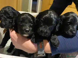 Mixed Breed dogs Stunning black Australian labradoodle pups - Advert 2
