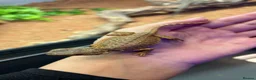 Bearded Dragon reptiles for sale: mixed morph bearded dragon  - Advert 3