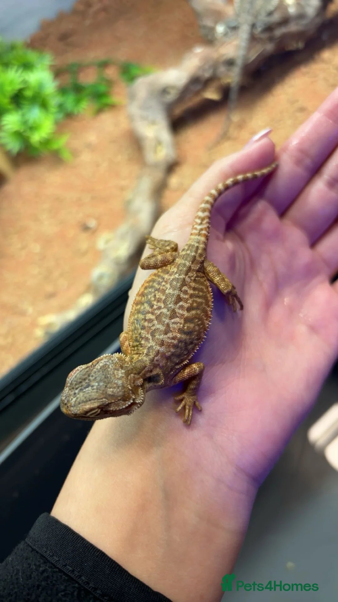 Bearded Dragon reptiles for sale: mixed morph bearded dragon  - Advert 3