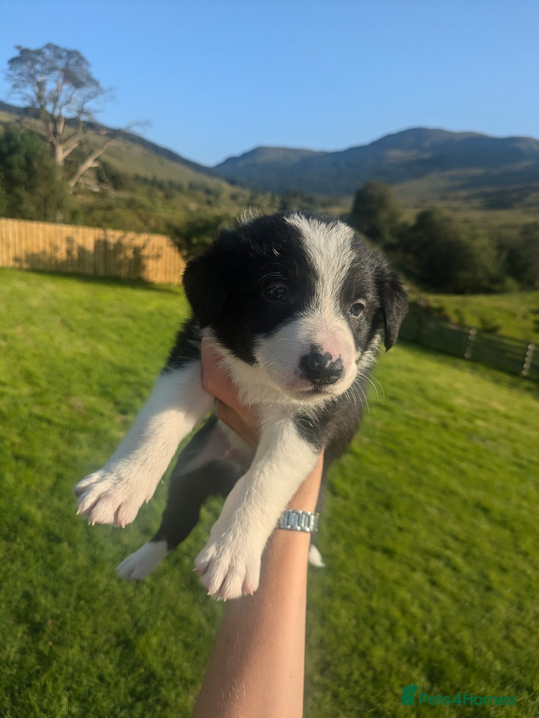 Border Collie dogs for sale: Border Collie Puppies - Image 16
