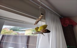 Budgerigars birds for sale: Hen and male English budgies  - Image 5