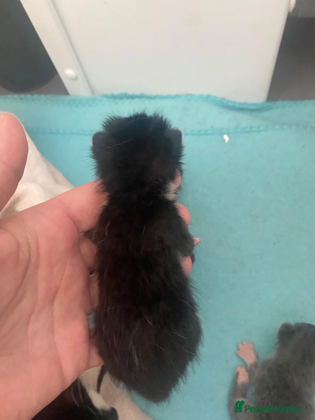 Mixed Breed cats for sale: 5 kittens ready for new homes in august - Advert 8