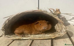 Guinea Pig rodents for sale: FREE - Two 8 month male guinea pigs - Image 2