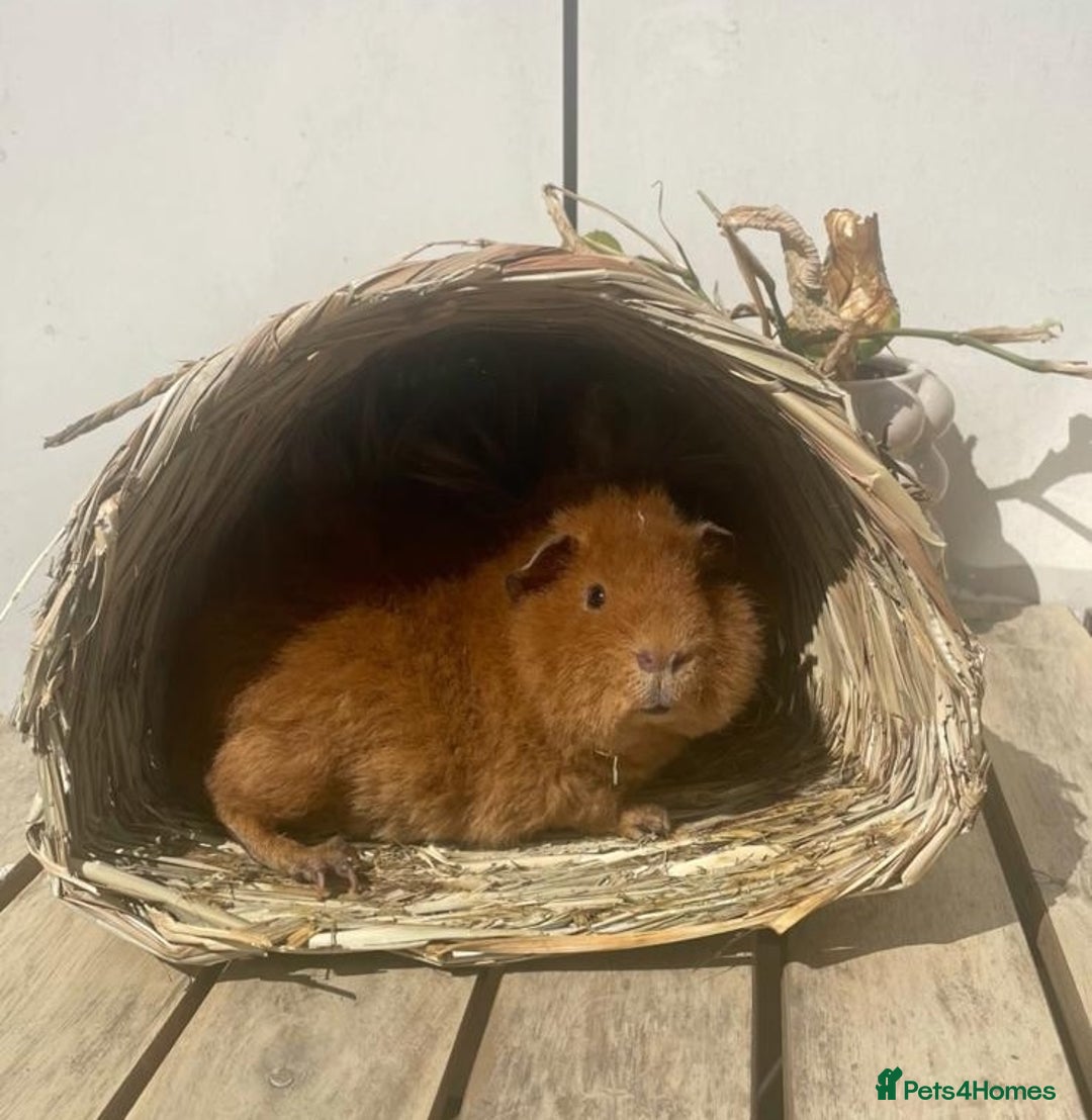 Guinea Pig rodents for sale: FREE - Two 8 month male guinea pigs - Image 2
