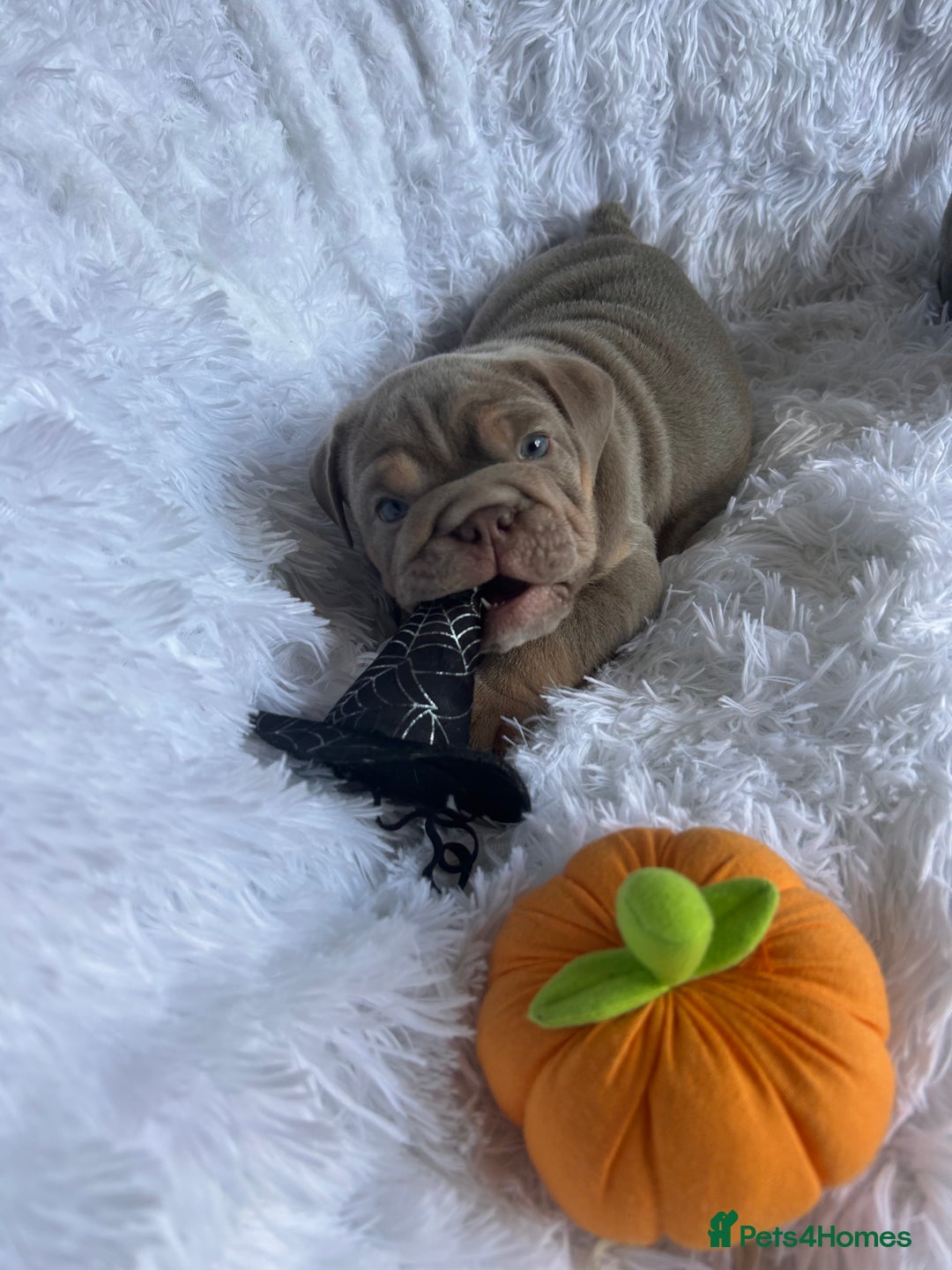 English Bulldog dogs for sale: Outstanding English bulldogs  - Image 19