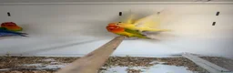 Lovebirds birds for sale: Stunning Various Baby Lovebirds  - Advert 3