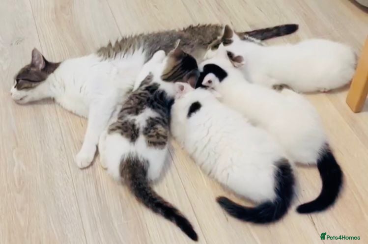 Mixed Breed cats Stunning Bengal Ragdoll kittens ready to go - Advert 4