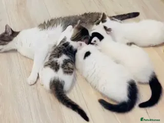 Mixed Breed cats Stunning Bengal Ragdoll kittens ready to go - Advert 4