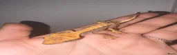 Gecko reptiles for sale: Crested geckos for sale! - Advert 5
