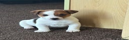 Jack Russell dogs for sale: Miniature Jack Russell Puppies… - Advert 4