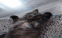 Ragdoll cats for sale: Ragdoll X Maine Coon  - Image 13
