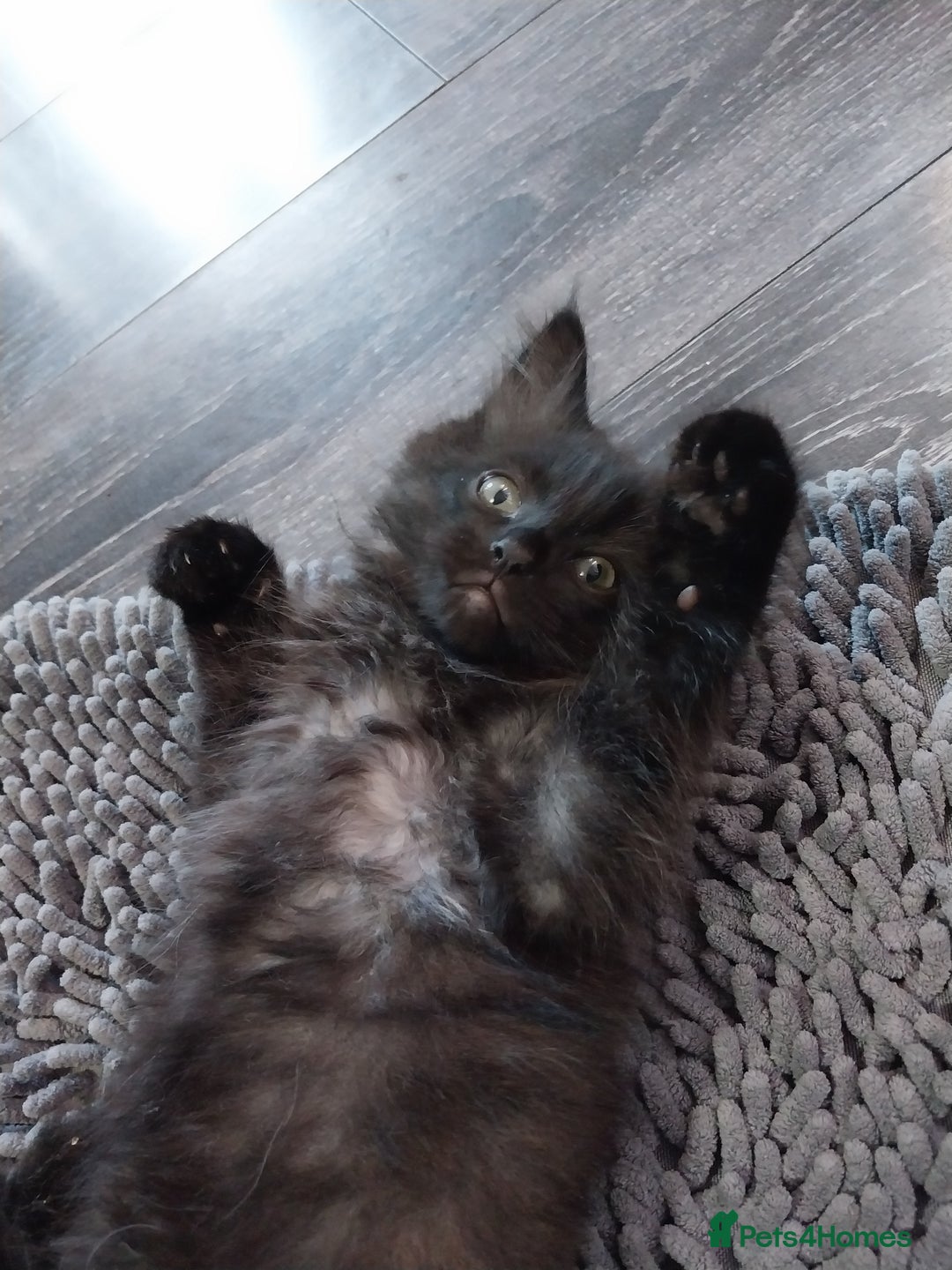 Ragdoll cats for sale: Ragdoll X Maine Coon  - Image 13