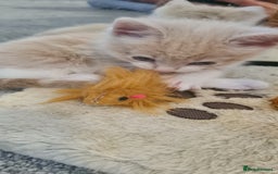 Mixed Breed cats for sale: Beautiful fluffy kittens available to reserve!  - Image 2