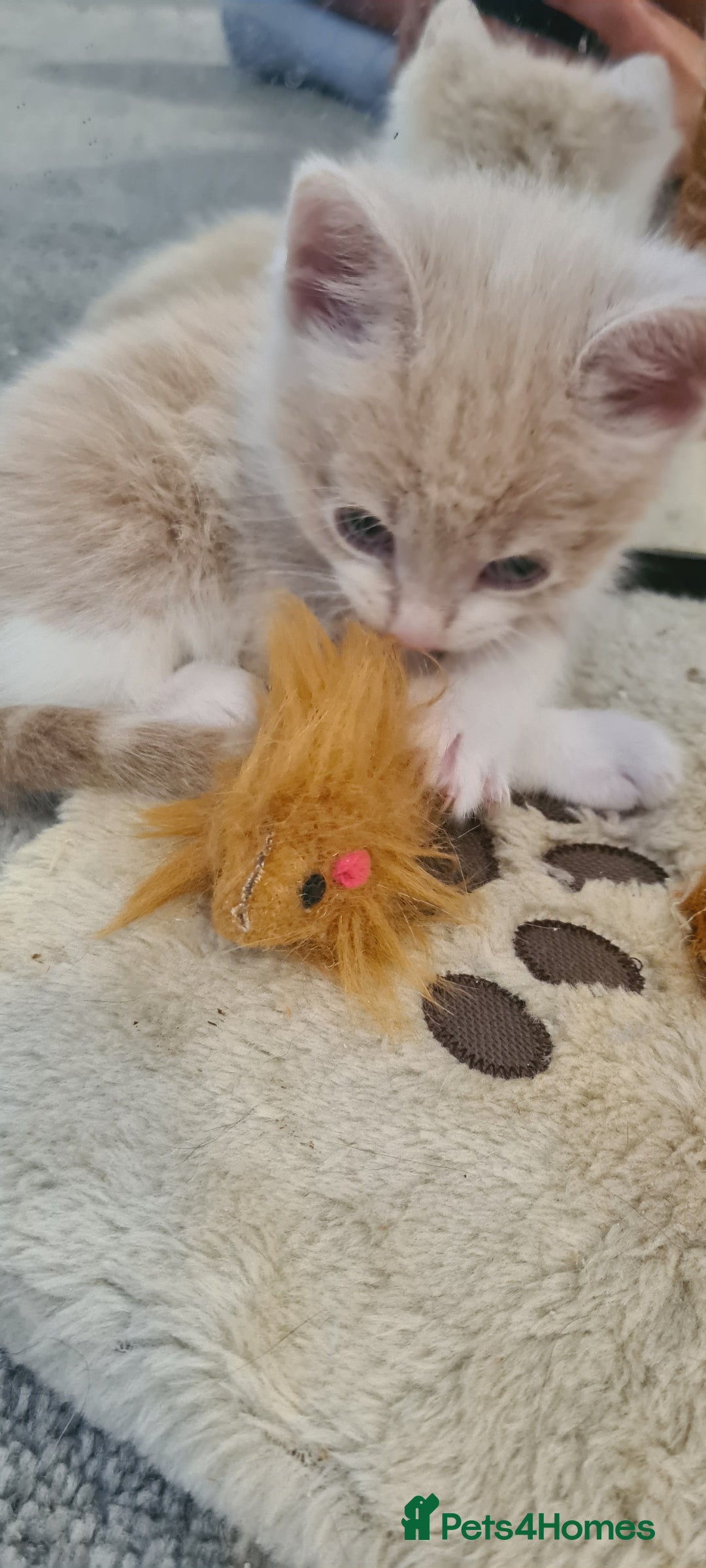 Mixed Breed cats for sale: Beautiful fluffy kittens available to reserve!  - Image 2