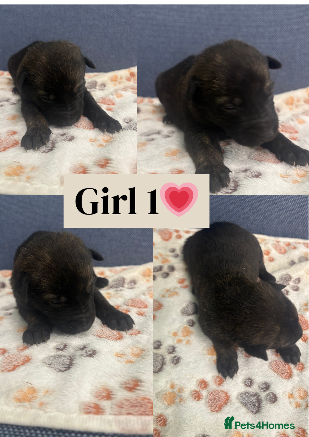 Belgian Shepherd Dog dogs for sale: 🐾Belgian Malinois Puppies Looking for Homes🐾 - Advert 3