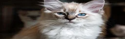 Ragdoll cats for sale: Adorable, Purebred GCCF Registered Ragdoll Kittens in London - Advert 19