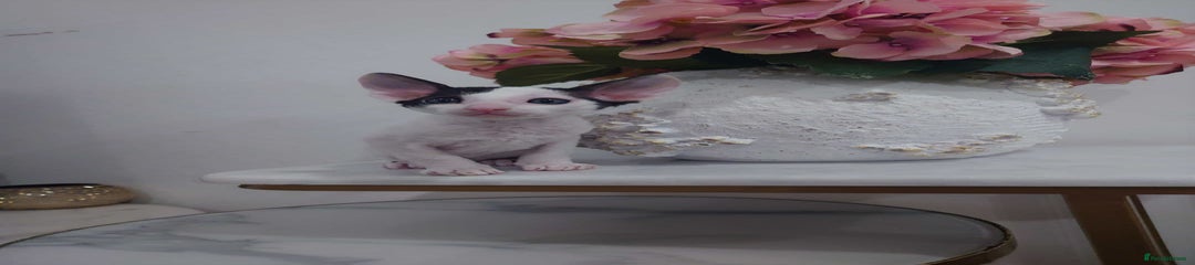 Cornish Rex Kitten 1