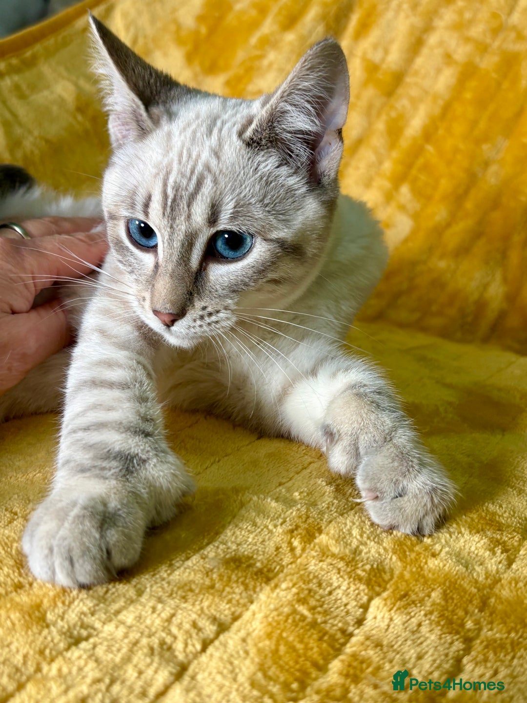 Bengal cats for sale: Breathtaking rare polydactyl snow leopard  - Advert 9
