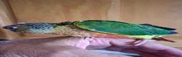 Conures birds for sale: Pineaplle, greencheek, and yellow sided conures  - Advert 19
