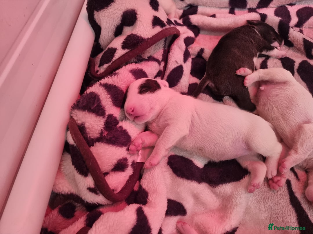 Bull Terrier dogs for sale: Bullterrier pups  - Image 18