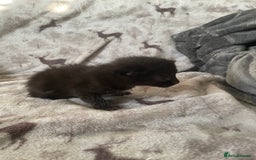 Mixed Breed cats for sale: Beautiful fluffy kittens for sale - Image 5