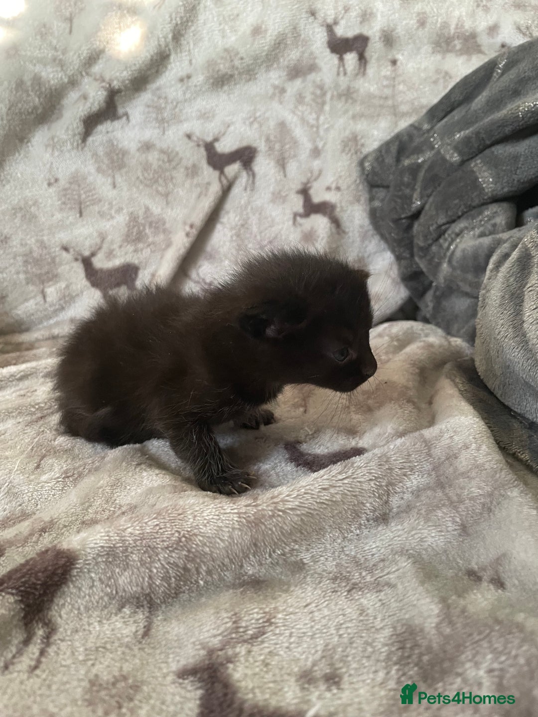 Mixed Breed cats for sale: Beautiful fluffy kittens for sale - Image 5