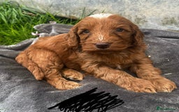 Cockapoo dogs for sale: 🌟Golden Cockapoos🌟 - Image 11