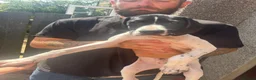 Pointer dogs for sale: *3 Boys Left* KC English Pointers *Ready Now* - Advert 2