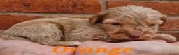 Cockapoo dogs for sale: Stunning toy cockerpoo puppy's for sale  in Ashbourne - Advert 10