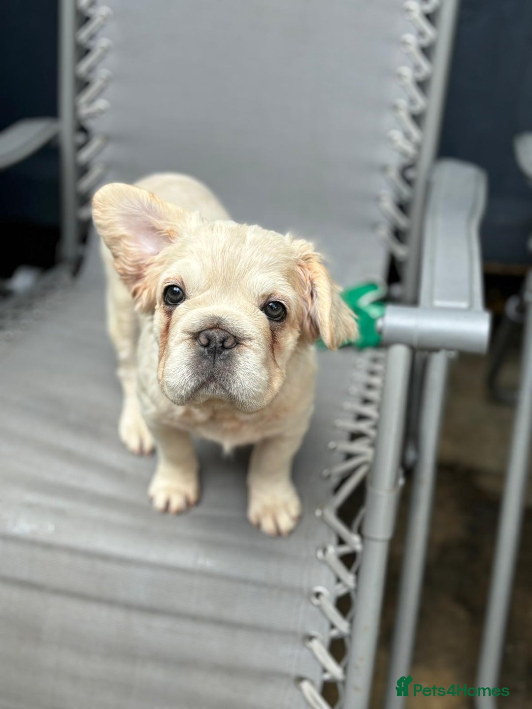 French Bulldog dogs for sale: 2 Beautiful long haired french bulldogs 1-M 1-F - Image 5