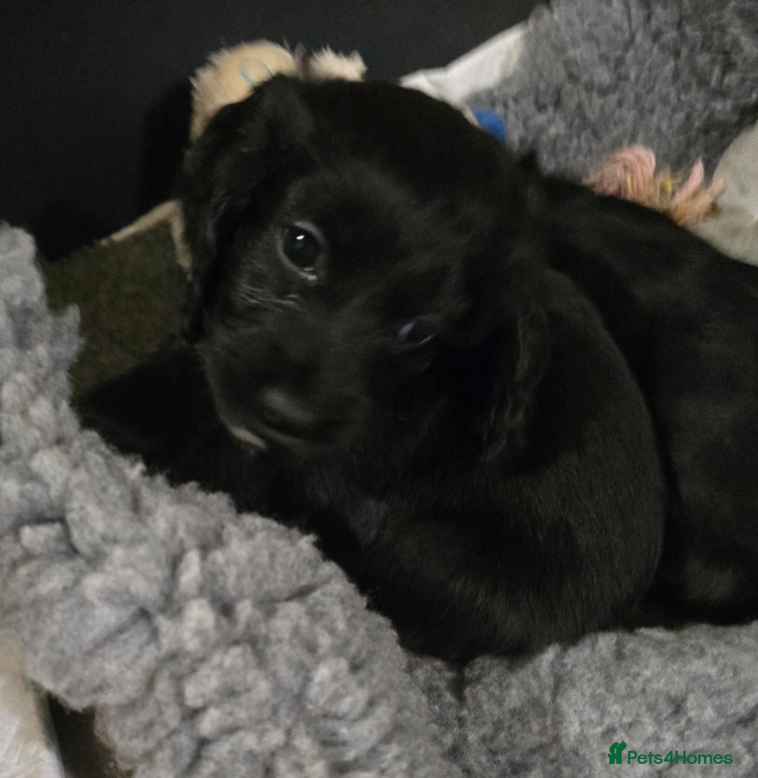 Cocker Spaniel dogs for sale: Working Cocker Spaniel puppies - Advert 13