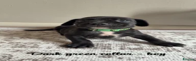 Dark green collar 